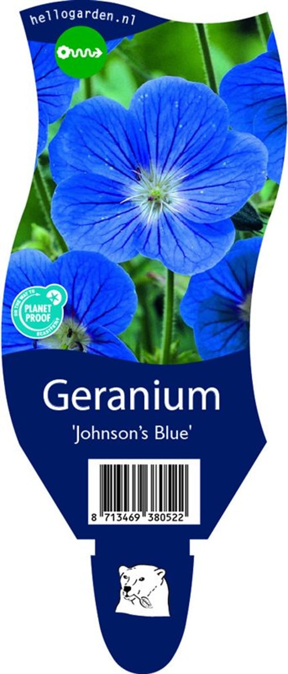 Geranium 'Johnson's Blue' - P11